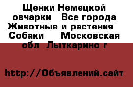 Щенки Немецкой овчарки - Все города Животные и растения » Собаки   . Московская обл.,Лыткарино г.